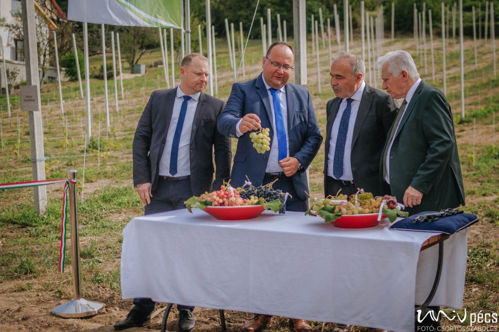 Csemegeszőlő mintakert átadása