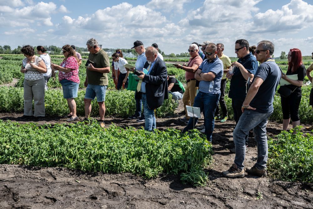 Borsótermesztés új alapokon – jövőbemutató fajták és innovatív megoldások