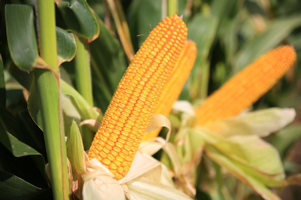 Hibridválasztás szempontjai a legmodernebb precíziós támogatással a KITE-től