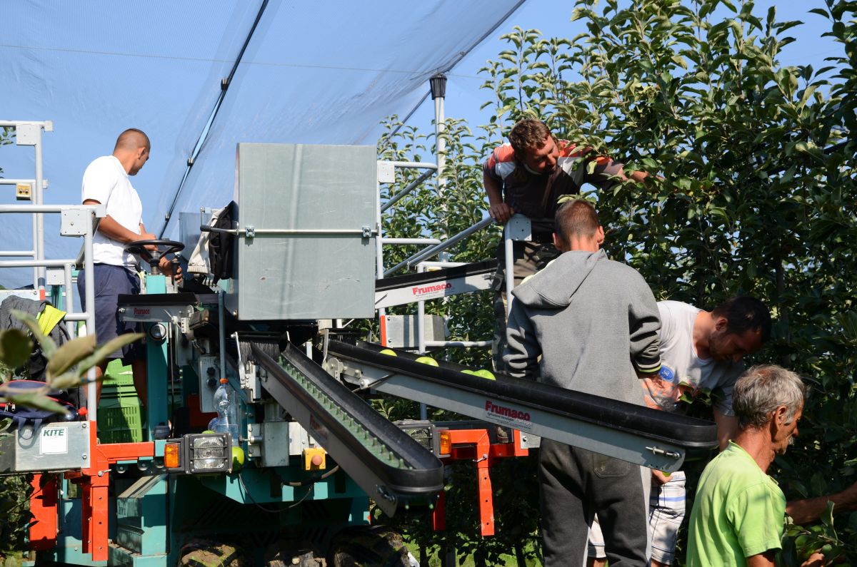 Almaszedő gép látható egy támrednszerrel ellátott almásban