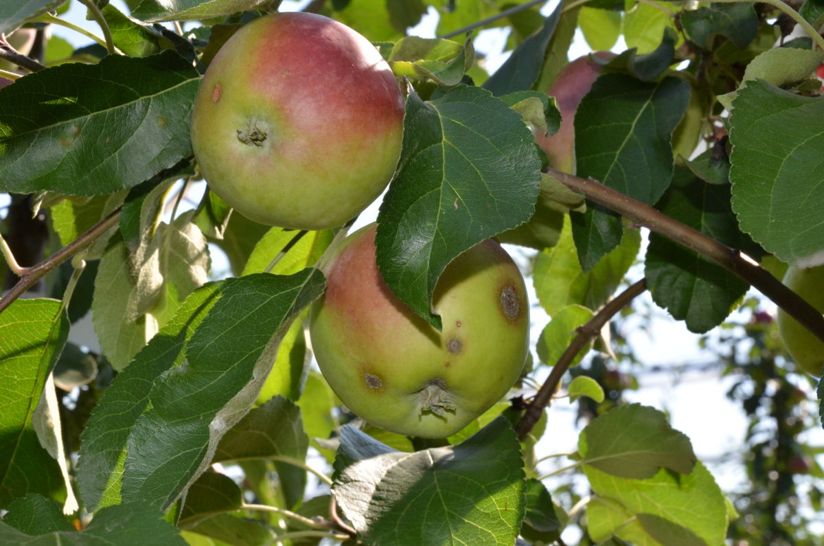 Az őszi lemosó permetezéssel az almavarrasodás jelentősen megeleőzhető
