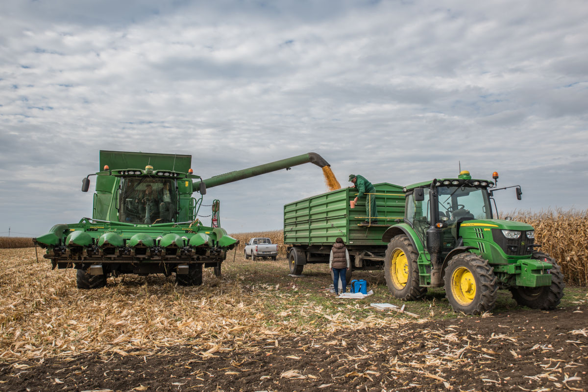 John Deere kombájn és traktor a kukorica aratása közben.