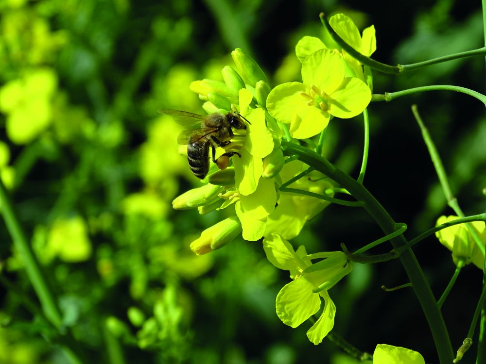 A Natural Force nem veszélyes a méhekre