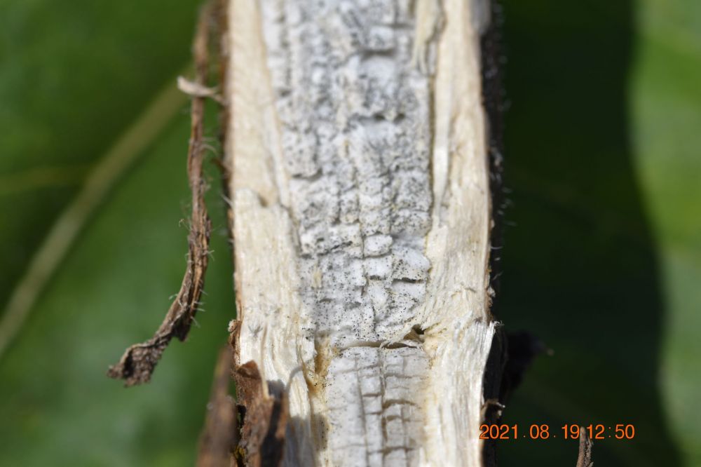Macrophomina mikroszkleróciumai 