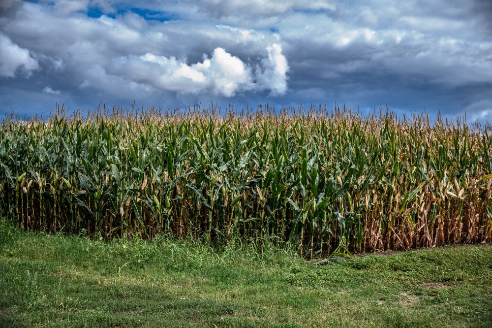 Kukoricamező szeptember elején