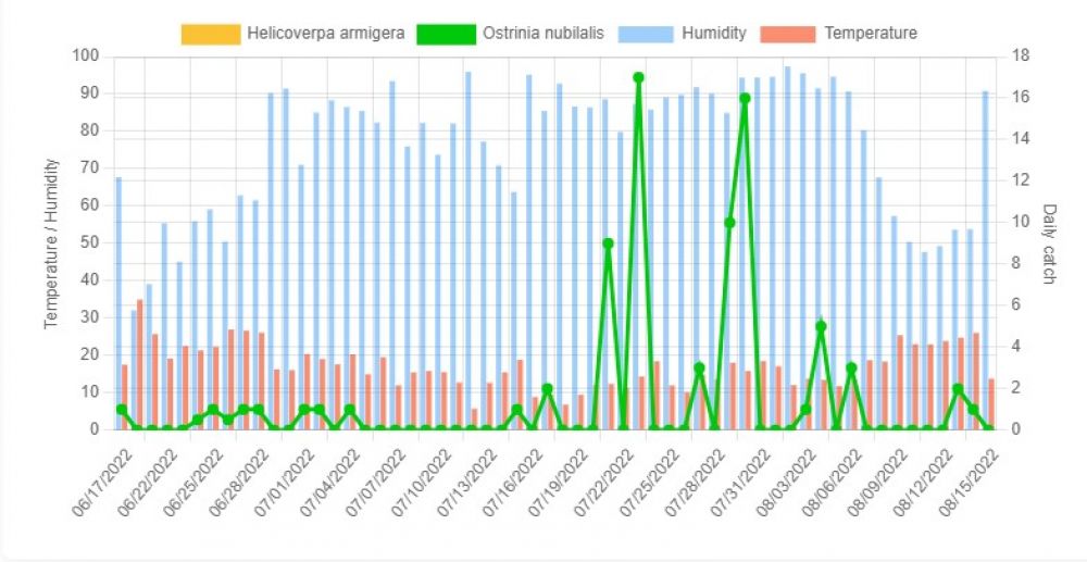 A kukoricamoly rajzása Tépe
