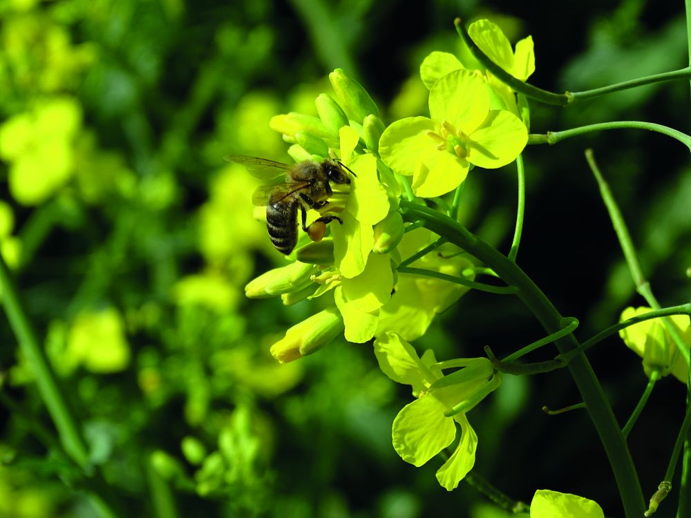 méhkímélő biostimulátor