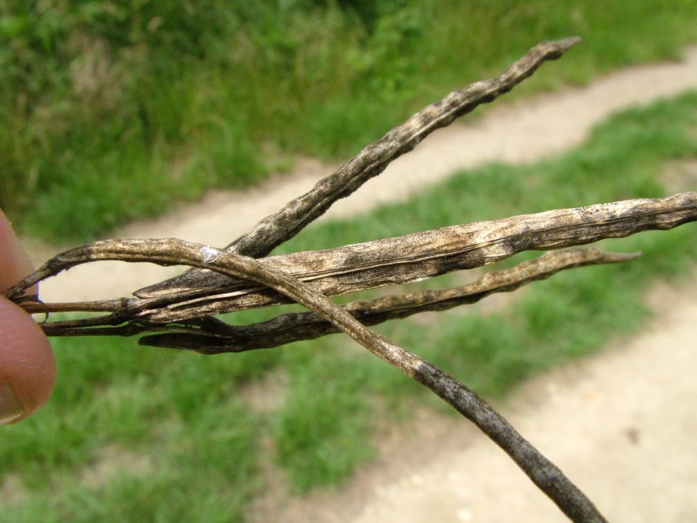 3.	Repce alternáriás betegsége