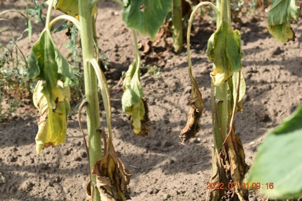 Alternaria