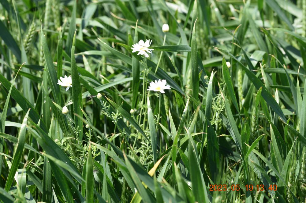 virágok a mezőn