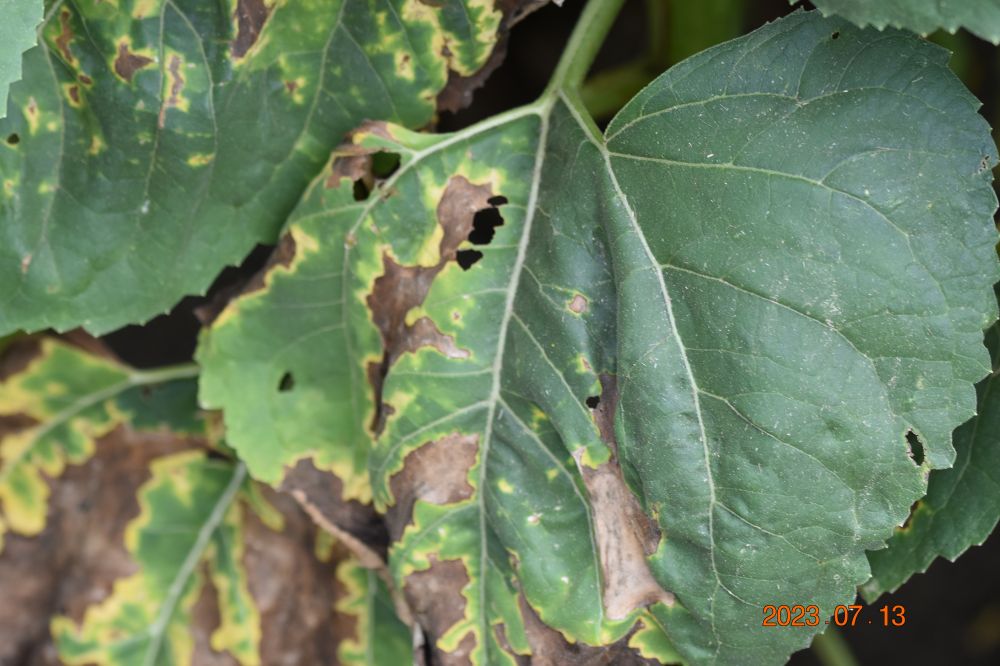 Alternaria fertőzés a napraforgóban
