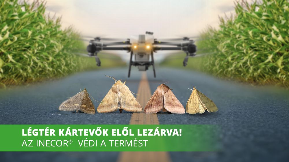 inecor kreatív