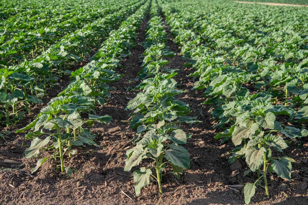 10 tény, amit tudnia kell a Dell’’ Agro Plus-ról!