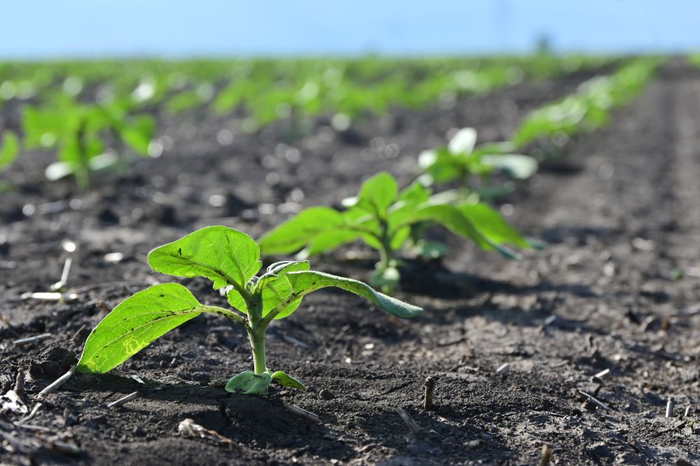Kettős hatású vadriasztó a nyulak elleni védelemre napraforgóban