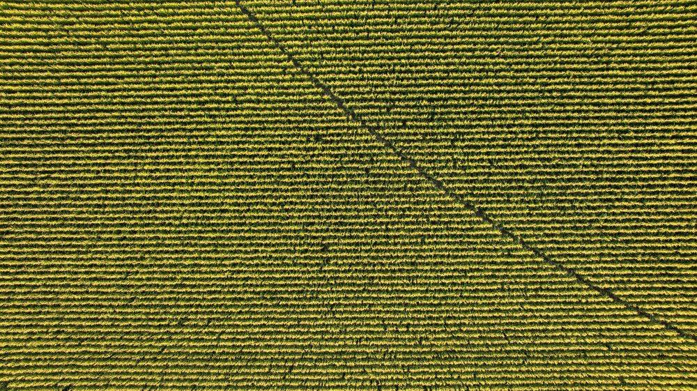 Védje meg a kukoricát a talajlakó kártevőktől!