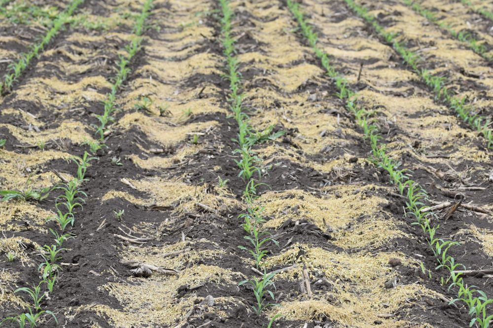 A korai gyommentes kukorica kulcsa – a pre-poszt technológiában rejlő lehetőségek