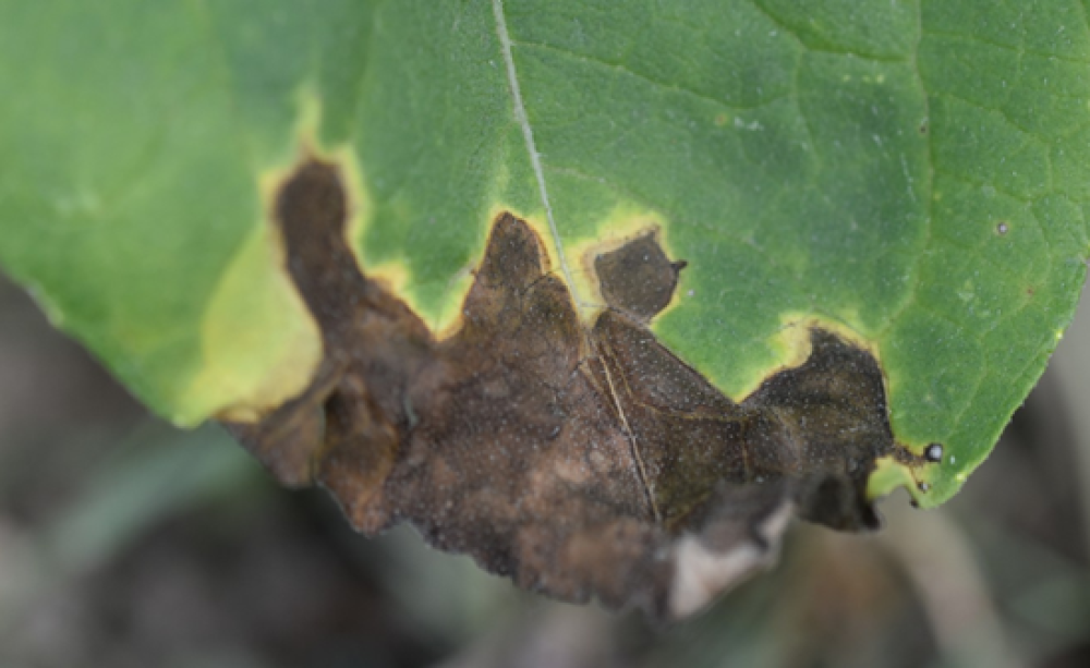 1. &aacute;bra Alternaria helianthi lev&eacute;lt&uuml;nete