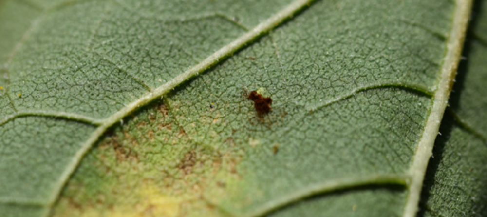 2. &aacute;bra Puccinia helianthi - Napraforg&oacute; rozsda t&uuml;nete