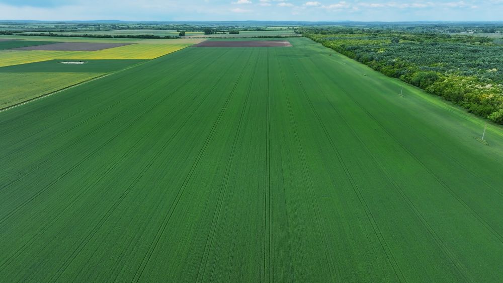 Tiszta tábla, biztos alapok: kalászos gyomirtás a gyakorlatban