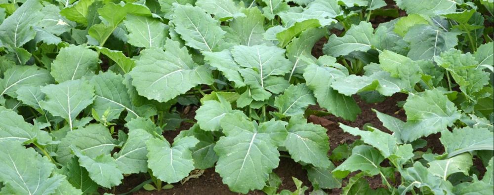 Az őszi káposztarepce megerősítése és védelme: kihívások és megoldások