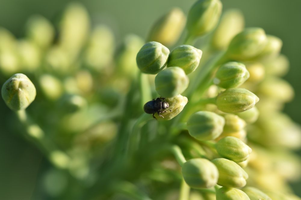 Rovarvédelem az őszi káposztarepcében – kihívások és megoldások