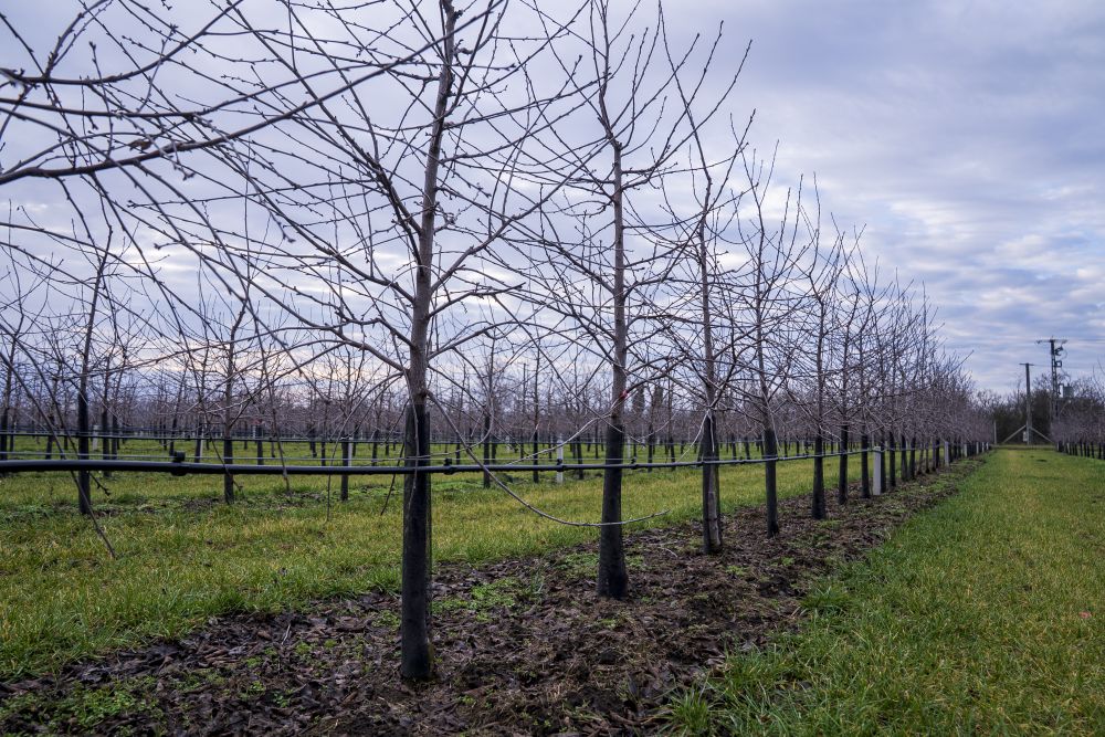 Aranyat ér a korai lemosó permetezés Vegesol eReS-sel