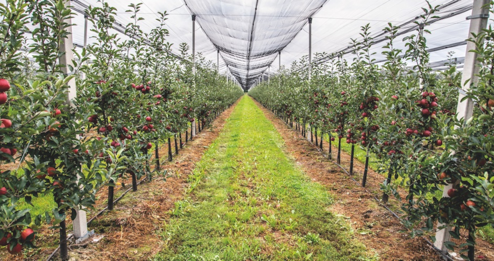 Ültetvénytelepítés pályázat