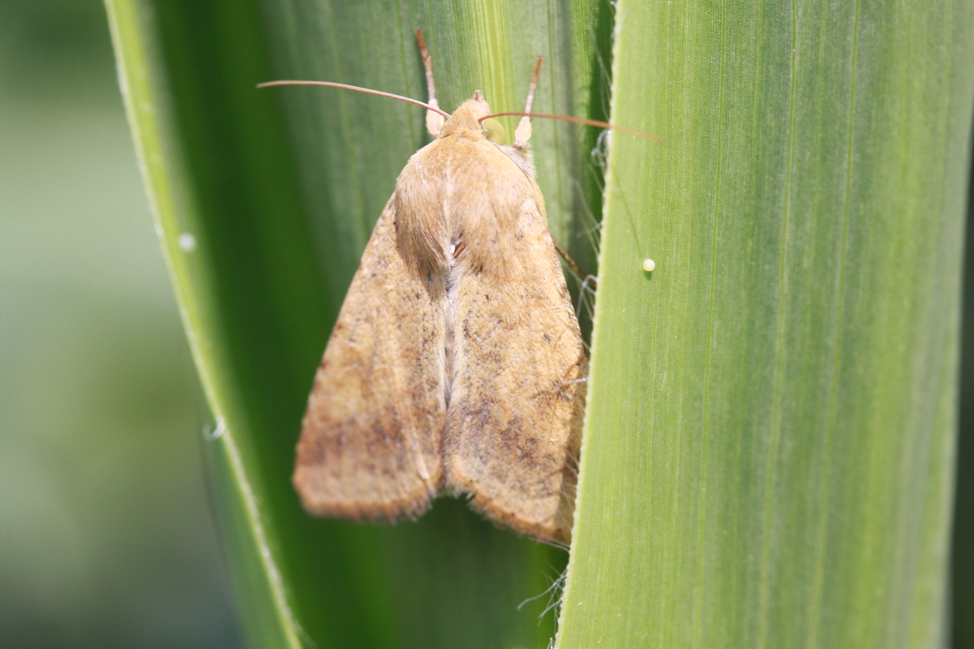 bagolylepke