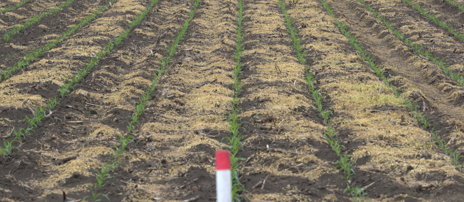 Bal oldali kezelés: 360 g/l glifozát 2 l/ha dózisban. Jobb oldali kezelés: Halvetic (180 g/l glifozát) 3 l/ha dózisban.
