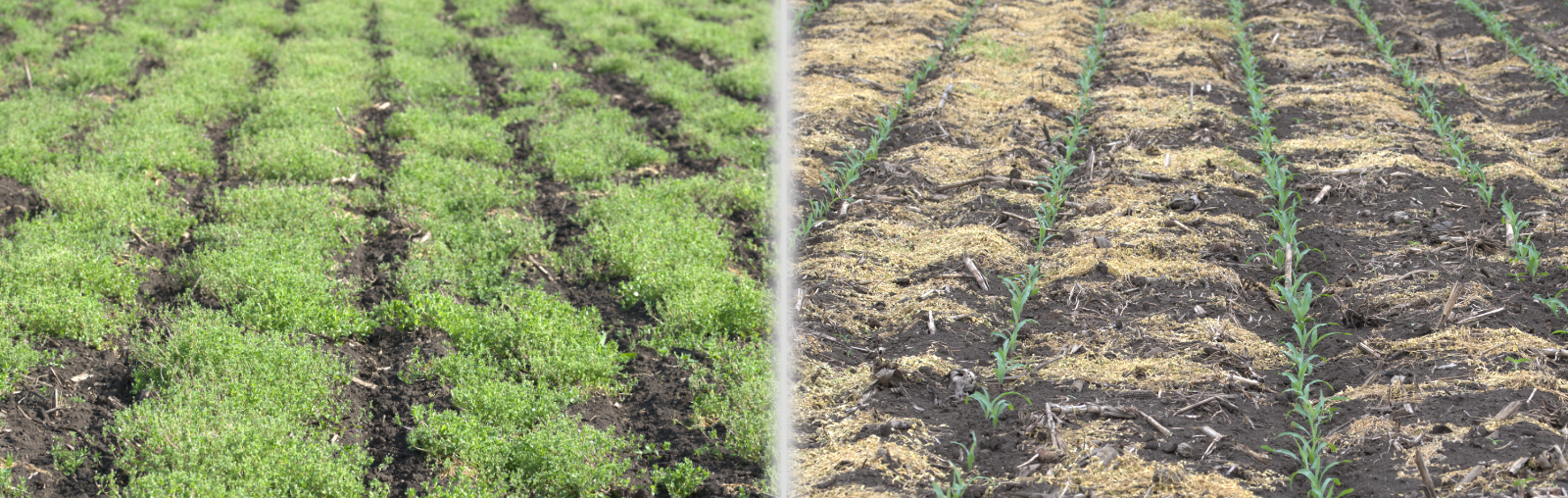 Halvetic® hatékonysága tyúkhúrral fertőzött területen