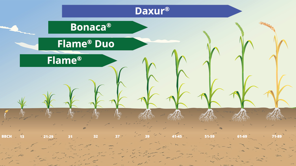 Kalászos gabona fenológiai fázisai és fejlődési szakaszai diagram