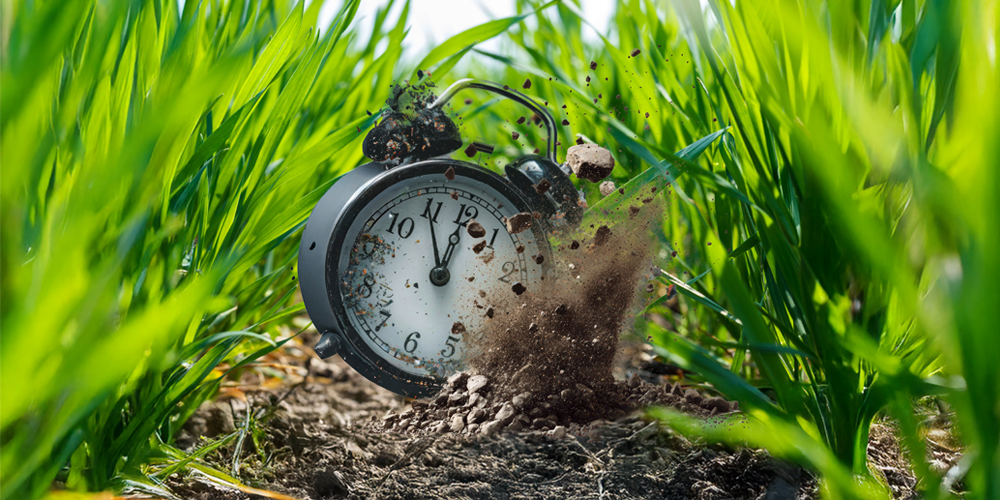 Korai kalászos növényvédelmi ajánlatok