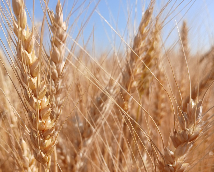 kalászfuzáriózis ellen