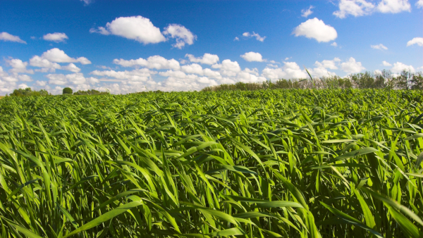 zászlóslevél védelme