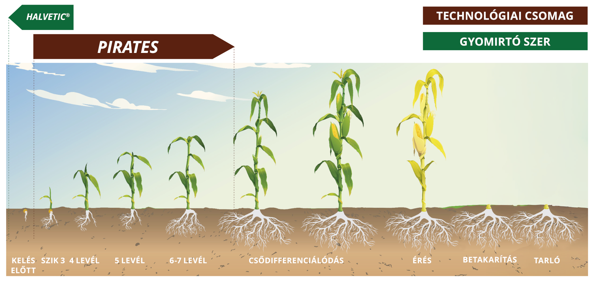 GYOMIRTÁSI TECHNOLÓGIÁBA ILLESZTÉS
