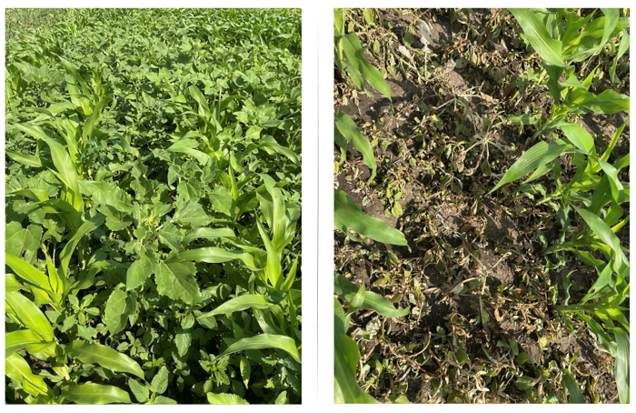 Balra kezeletlen kontroll, jobbra a PIRATES technológiával kezelt terület hatékonysága