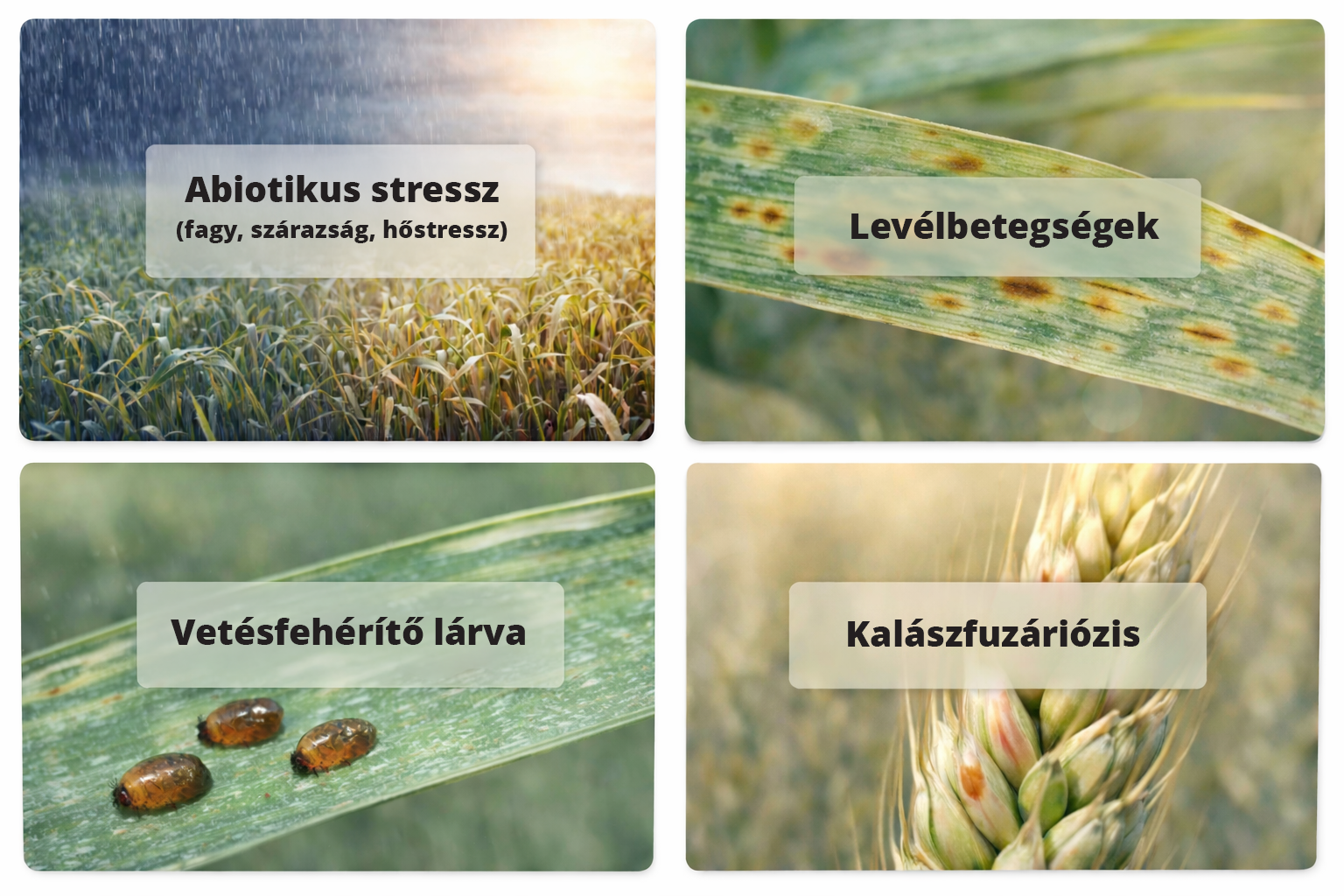 Kalászos károsítók