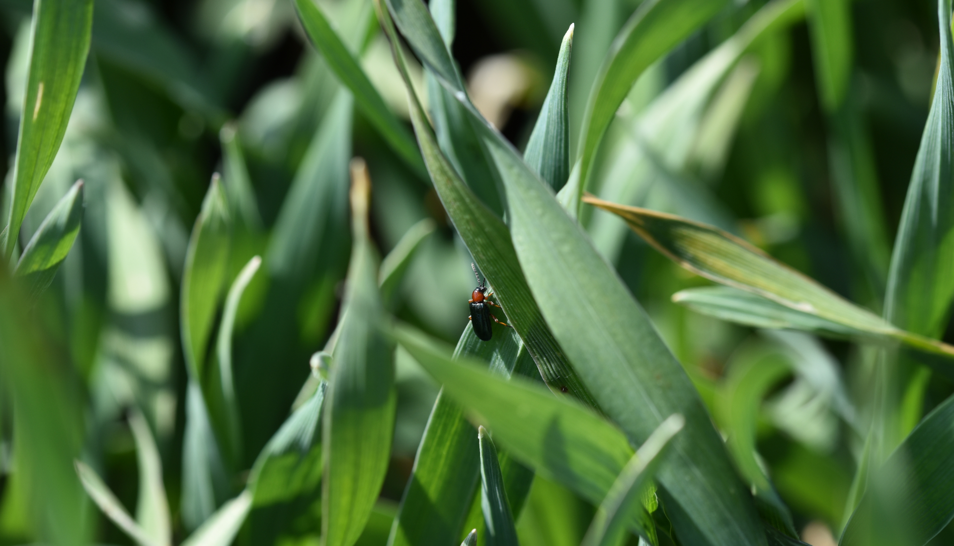 Vetésfehérítő bogár (Oulema melanopus) imágó